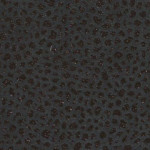071a Navy Floral